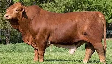 Beefmaster Catalogue