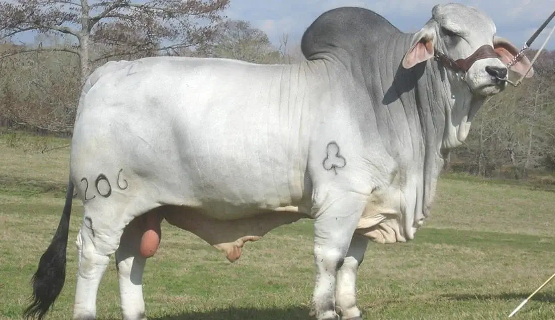 Brahman Catalogue