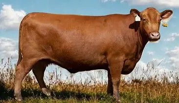 Red Angus Catalogue