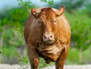 Beefmaster