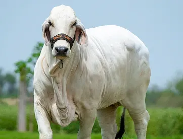 Brahman