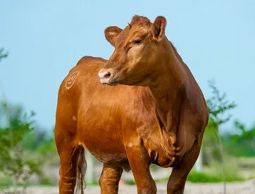 Red Angus