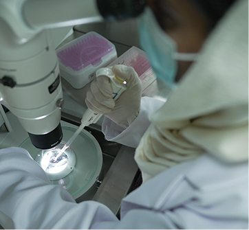 Embryo Transfer Pregnancies
