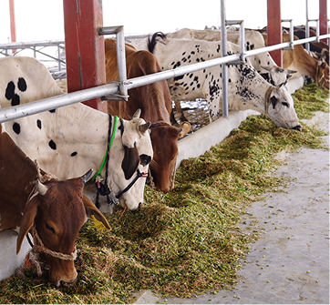 Pregnant Heifers for Sale