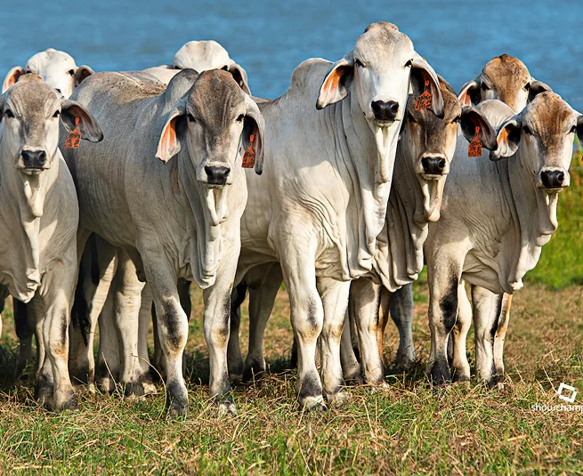 Want 20+ calves from one elite donor cow?